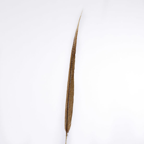 Guldfasan - Stjärtfjäder 70cm