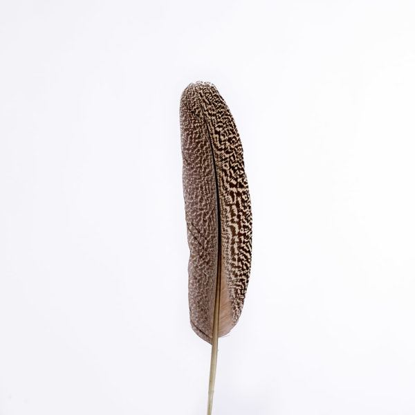 Fläckig Påfågelfjädervinge 30cm