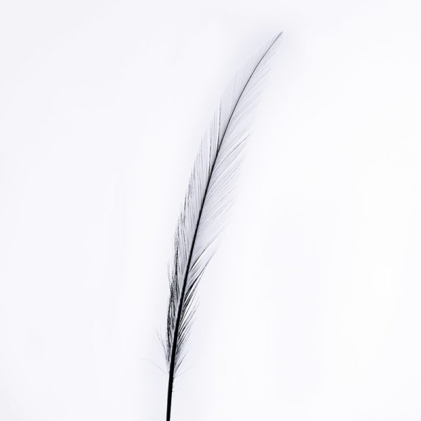 Syrad Fasanfjäder 37cm