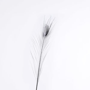 Syrad Påfågelfjäder 28cm