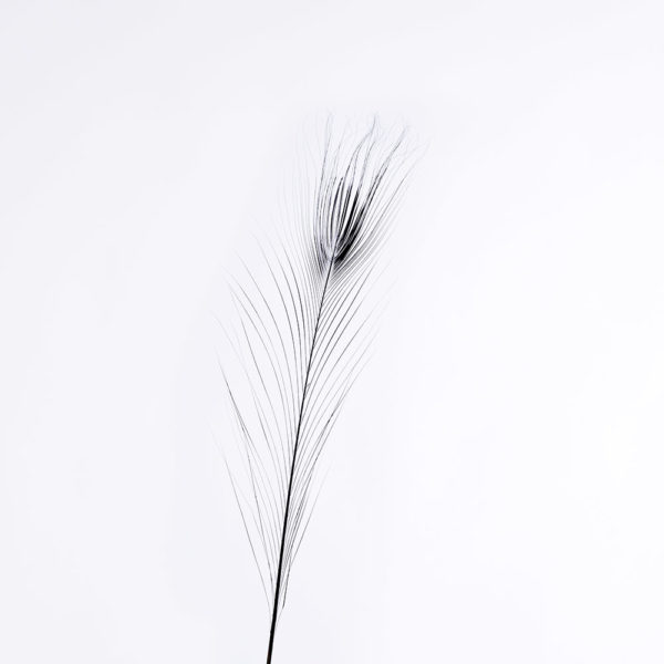 Syrad Påfågelfjäder 28cm