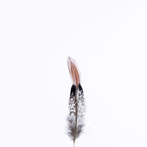 Diamantfasan - Stjärtfjäder Röd - 12cm