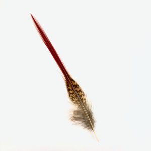 Guldfasan - Stjärtfjäder Röd - 20 cm