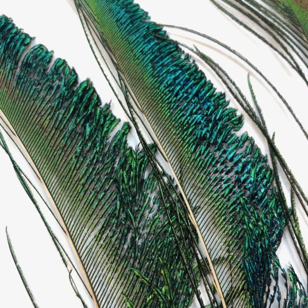 Påfågelsvärd - 28 cm - Bild 3