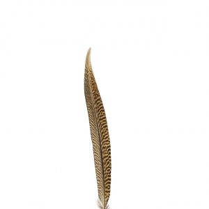 Guldfasan - Stjärtfjäder 25-30cm