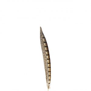 Lady Amherst 20-45 cm